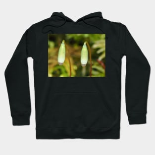 Moss sporophytes macro shot Hoodie